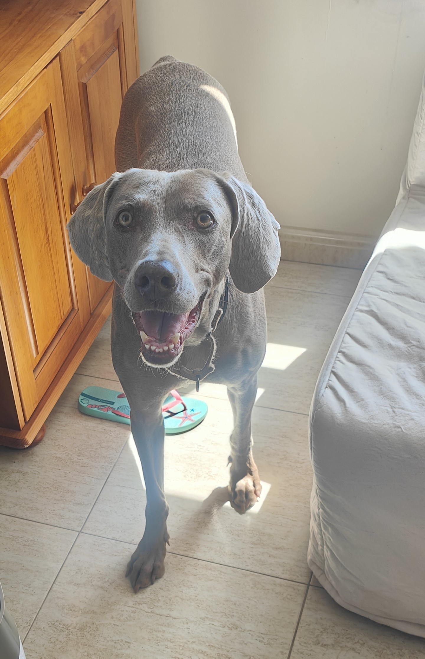 Mascota en guardería en casa